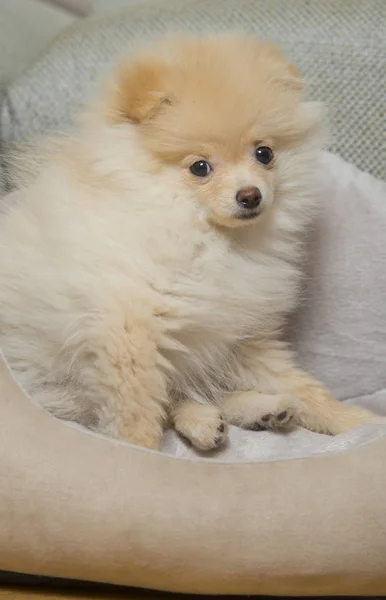 Spitz da Pomerânia na cama do cão — Fotografia de Stock