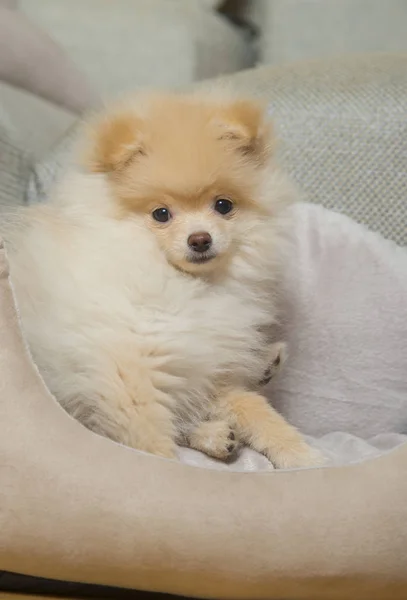 Pomeranian Spitz en cama de perro — Foto de stock gratuita