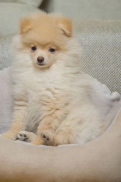 Pomeranian Spitz en cama de perro —  Fotos de Stock