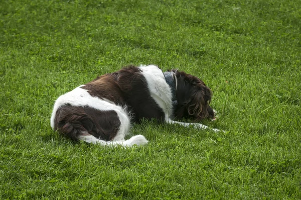 Hund Setter spelar på ett gräs — Stockfoto
