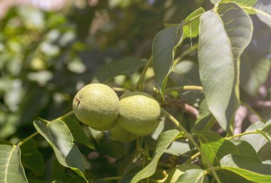 Ağaçta yeşil cevizler