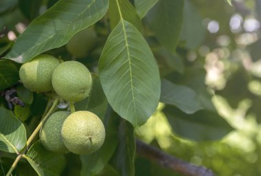 Ağaçta yeşil cevizler