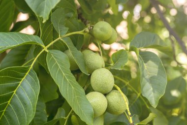 Ağaçta yeşil cevizler