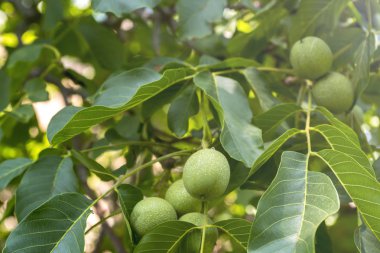 Ağaçta yeşil cevizler