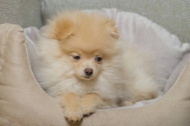 Pomeranian Spitz köpek yatakta