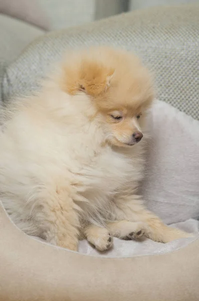 Pomeranian Spitz en cama de perro —  Fotos de Stock