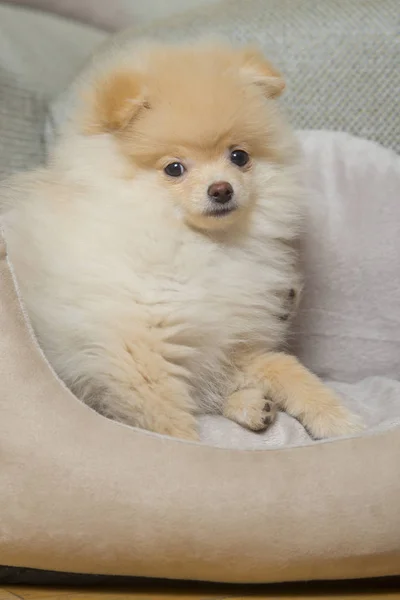 ポメラニアン スピッツ犬のベッドで — ストック写真