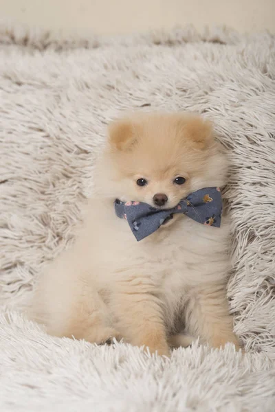Κουτάβι Pomeranian Σκύλος Κατοικίδιο Ζώο — Φωτογραφία Αρχείου