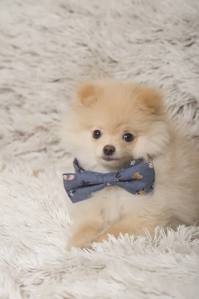Cachorro Perro Pomerania Mascota —  Fotos de Stock