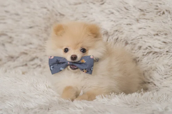 Κουτάβι Pomeranian Σκύλος Κατοικίδιο Ζώο — Φωτογραφία Αρχείου