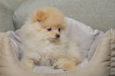 Küçük pomeranian köpek yatakta
