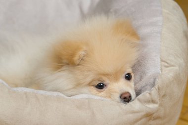 Küçük pomeranian köpek yatakta