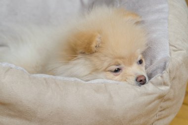 Küçük pomeranian köpek yatakta