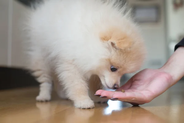 Chiot Poméranien Chien Compagnie — Photo