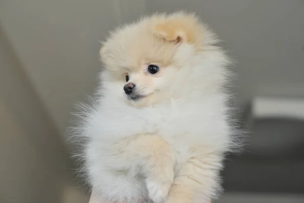 Filhote Cachorro Pomeranian Cão Estimação — Fotografia de Stock