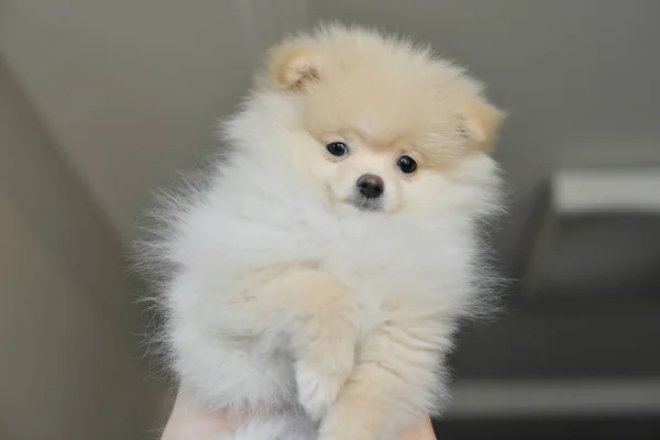 Filhote Cachorro Pomeranian Cão Estimação — Fotografia de Stock