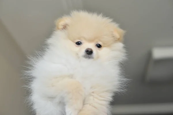Κουτάβι Pomeranian Κατοικίδιο Ζώο Σκυλί — Φωτογραφία Αρχείου