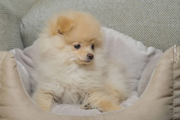 犬のベッドに小さなポメラニアン — ストック写真