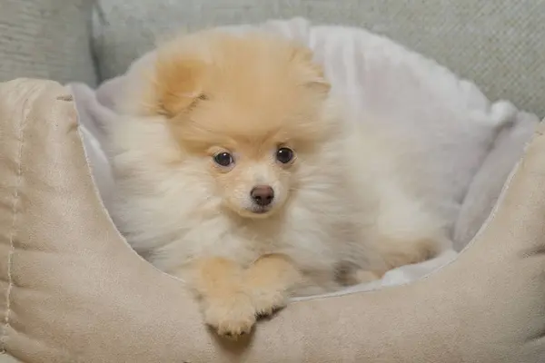 子犬のポメラニアン ペットの犬 — ストック写真