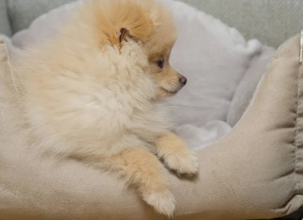 Filhote Cachorro Pomeranian Cão Estimação — Fotografia de Stock