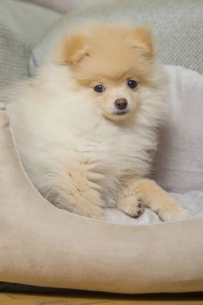 Puppy Pomeranian Pet Dog — Stock Photo, Image