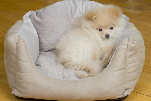 Piccola pomerania nel letto del cane — Foto Stock