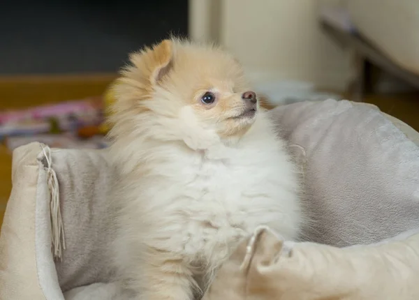 Κουτάβι Pomeranian Κατοικίδιο Ζώο Σκυλί — Φωτογραφία Αρχείου