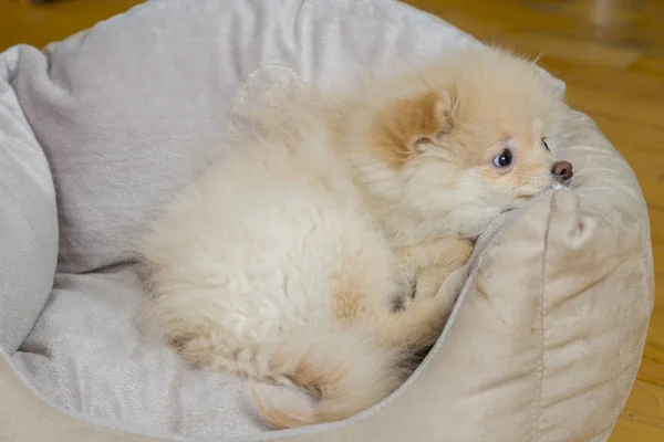 Pequeno pomeranian na cama do cão — Fotografia de Stock