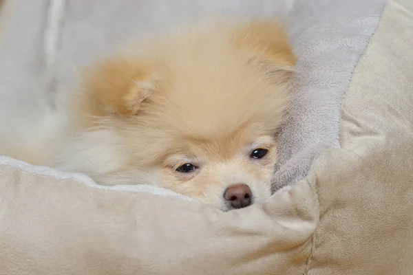 Piccola pomerania nel letto del cane — Foto Stock