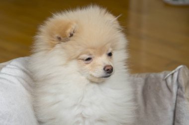 Küçük pomeranian köpek yatakta