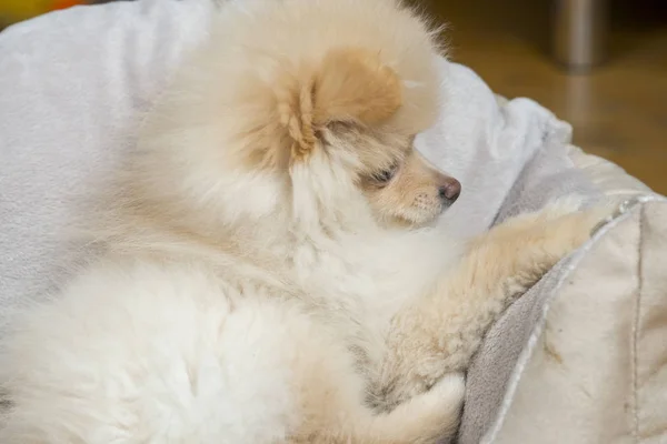 개 침대에 작은 포 — 스톡 사진