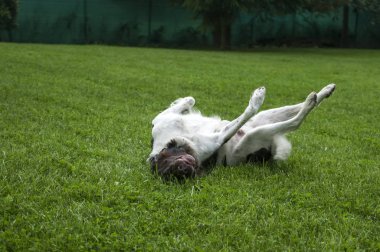 Köpek Setter bir çim üzerinde oynuyor