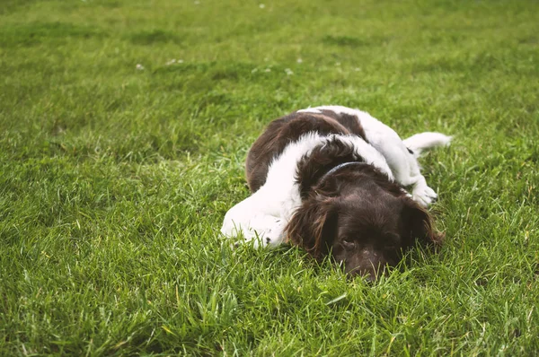 Hund Setter Spelar Ett Gräs — Stockfoto