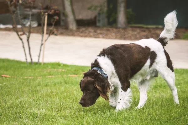 Caza Perro Setter Naturaleza — Foto de Stock