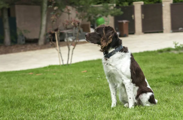 Hund Setter spelar på ett gräs — Stockfoto