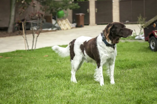 Jakt Hund Setter Naturen — Stockfoto