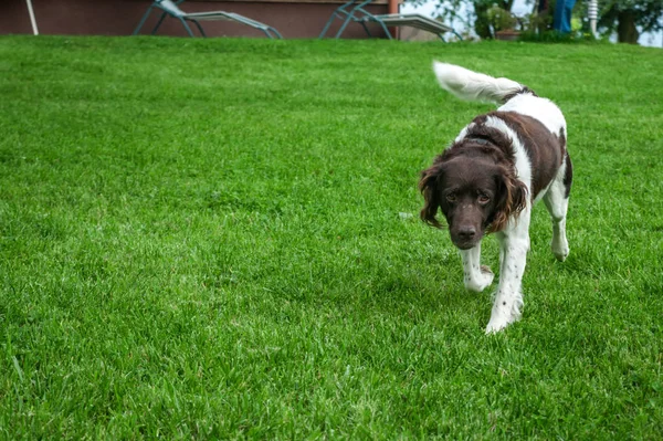 Jakt Hund Setter Naturen — Stockfoto