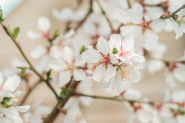 Bir bahar günü kiraz çiçekleri açar.