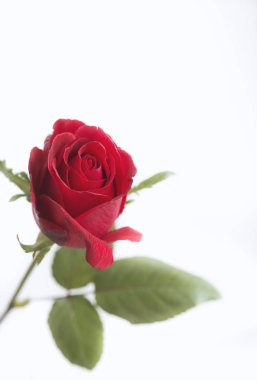 Beyaz arkaplanda kırmızı bir gül