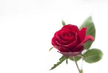 Beyaz arkaplanda kırmızı bir gül