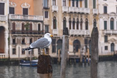 Venedik 'te odun yığınında bir martı. Boş Venedik. İtalya' da Coronavirüs..