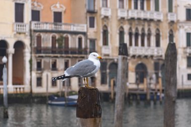 Venedik 'te odun yığınında bir martı. Boş Venedik. İtalya' da Coronavirüs..