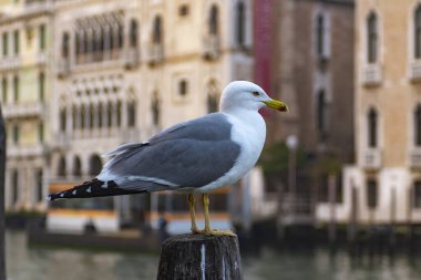 Venedik 'te odun yığınında bir martı. Boş Venedik. İtalya' da Coronavirüs..