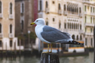 Venedik 'te odun yığınında bir martı. Boş Venedik. İtalya' da Coronavirüs..