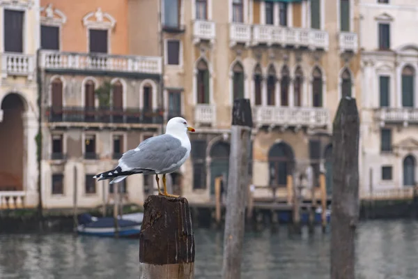 Чайка Деревянной Куче Венеции Пустой Венеции Коронавирус Италии — стоковое фото
