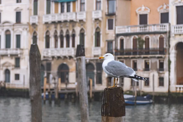 Чайка Деревянной Куче Венеции Пустой Венеции Коронавирус Италии — стоковое фото