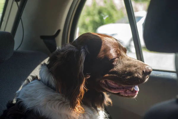 Hunting Dog Setter Car Sunny Day — Stock Photo, Image