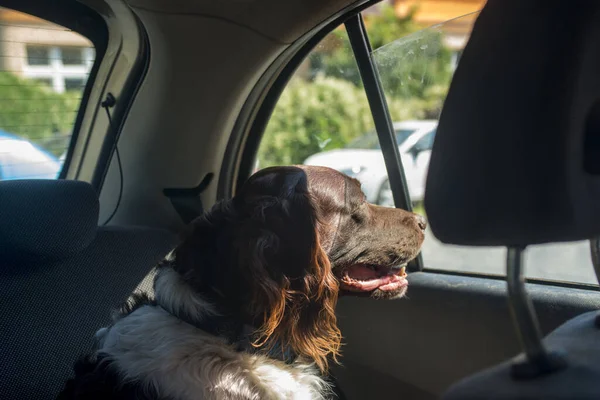 Hunting dog setter in a car in sunny day