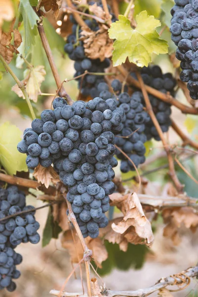 Colheita Uvas Azuis Vinhas Campos Amadurecem Uvas Para Vinho — Fotografia de Stock