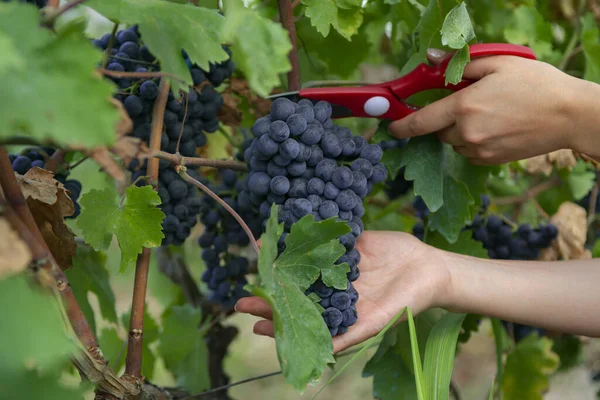 Close Man Picking Red Wine Grapes Vine Vineyard Harvest Blue — Stock Photo, Image